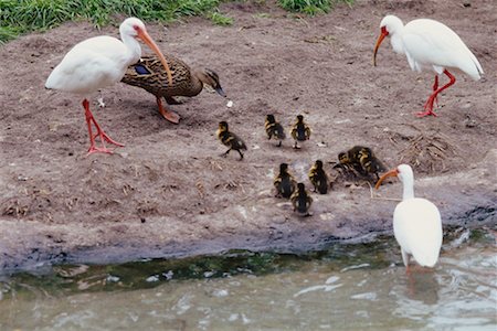 Group of Birds Fotografie stock - Rights-Managed, Codice: 700-00274914