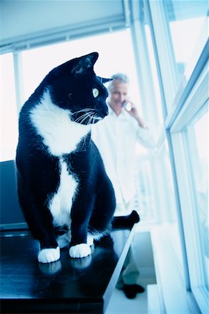 Cat Looking out Window Stock Photo - Rights-Managed, Code: 700-00270704