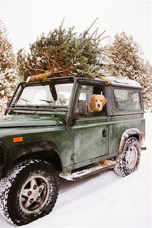 parked snow - Golden Retriever in SUV Stock Photo - Rights-Managed, Code: 700-00284802