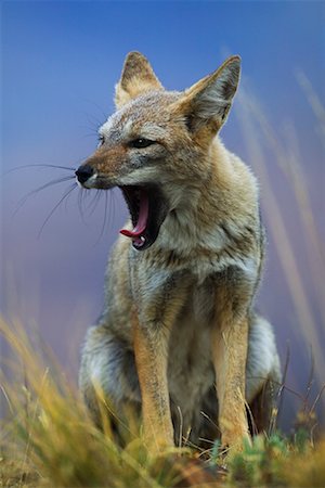 south american animal - Patagonian Grey Fox Stock Photo - Rights-Managed, Code: 700-00285158