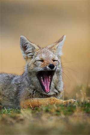 south american animal - Patagonian Grey Fox Stock Photo - Rights-Managed, Code: 700-00285159