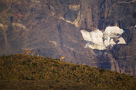 simsearch:700-00281840,k - Guanacos dans le Parc National Torres del Paine, Chili Patagonie Photographie de stock - Rights-Managed, Code: 700-00285168