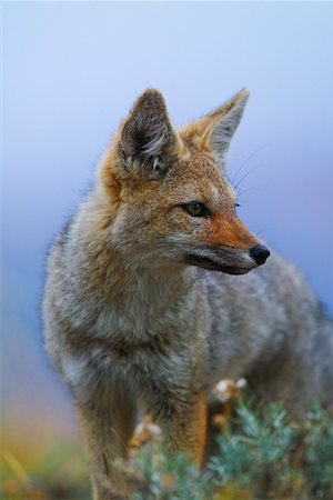 simsearch:700-00549806,k - Patagonian Grey Fox Stock Photo - Rights-Managed, Code: 700-00285160