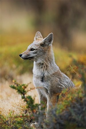 south american animal - Patagonian Grey Fox Stock Photo - Rights-Managed, Code: 700-00285161