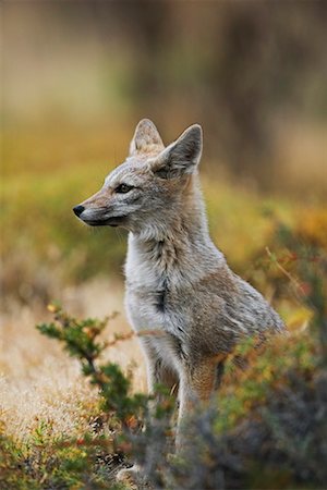 fox to the side - Patagonian Grey Fox Stock Photo - Rights-Managed, Code: 700-00285161