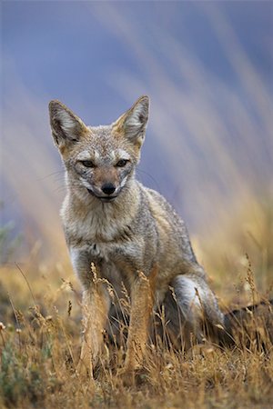 south american animal - Patagonian Grey Fox Stock Photo - Rights-Managed, Code: 700-00285162