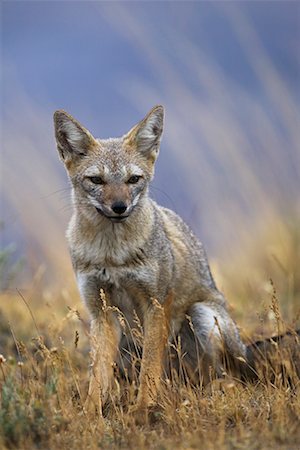 simsearch:700-00549802,k - Patagonian Grey Fox Stock Photo - Rights-Managed, Code: 700-00285162