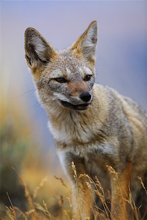 south american animal - Patagonian Grey Fox Stock Photo - Rights-Managed, Code: 700-00285163