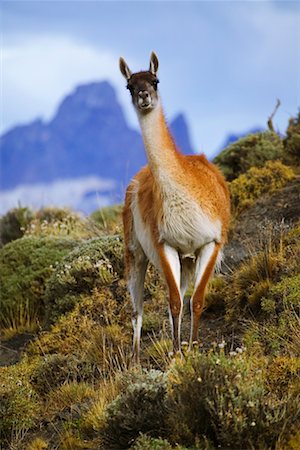 Guanaco Photographie de stock - Rights-Managed, Code: 700-00285171