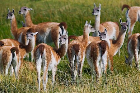 south american mammal - Guanacos Stock Photo - Rights-Managed, Code: 700-00285173