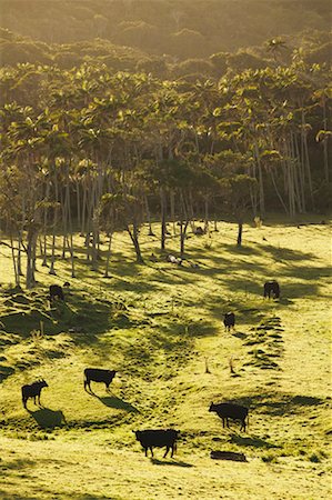 Cattle in Field Fotografie stock - Rights-Managed, Codice: 700-00285685