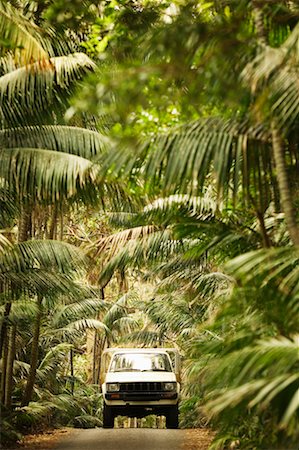 Car Driving Through Forest Lord Howe Island, Australia Foto de stock - Con derechos protegidos, Código: 700-00285698