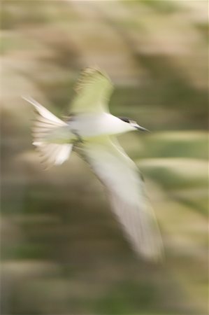 Sooty Tern Flying Fotografie stock - Rights-Managed, Codice: 700-00285705