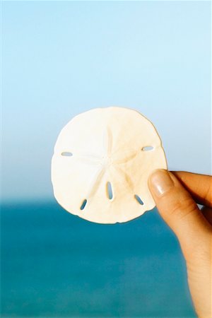 Hand Holding Sand Dollar Stock Photo - Rights-Managed, Code: 700-00285953