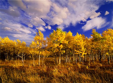 Autumn Scenic Alberta, Canada Stock Photo - Rights-Managed, Code: 700-00285987