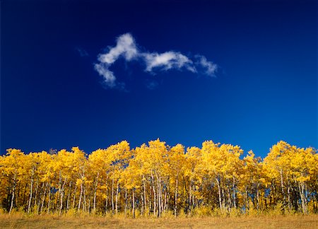 Autumn Scenic Stock Photo - Rights-Managed, Code: 700-00286013