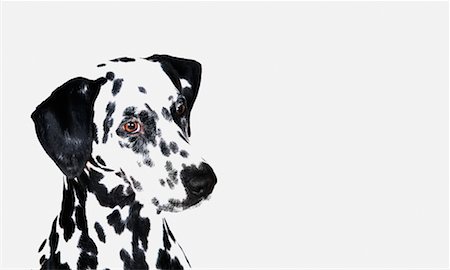 david nardini - Portrait of Dalmatian Stock Photo - Rights-Managed, Code: 700-00286295