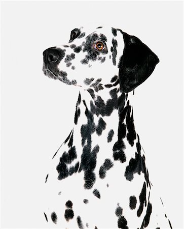 david nardini - Portrait de Dalmatie Photographie de stock - Rights-Managed, Code: 700-00286296