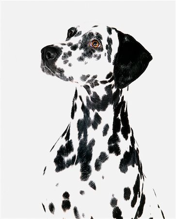 david nardini - Portrait of Dalmatian Stock Photo - Rights-Managed, Code: 700-00286296