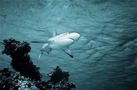 Shark Underwater Foto de stock - Con derechos protegidos, Código: 700-00286300