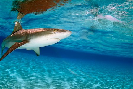 simsearch:700-00019832,k - Shark Underwater Stock Photo - Rights-Managed, Code: 700-00286301