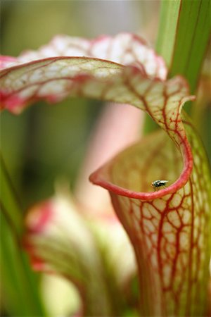 fly (insect) - Fly on Edge of Pitcher Plant Stock Photo - Rights-Managed, Code: 700-00286520