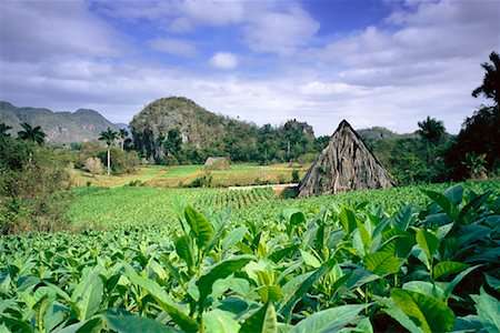 Champs de tabac Viñales, Cuba Photographie de stock - Rights-Managed, Code: 700-00280601