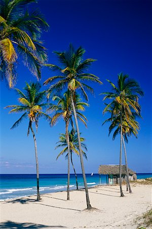 simsearch:700-03368410,k - Palm Trees on Beach Playas del Este Cuba Foto de stock - Con derechos protegidos, Código: 700-00280701