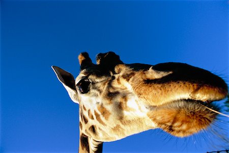 simsearch:400-04832119,k - Portrait of Giraffe Foto de stock - Direito Controlado, Número: 700-00280826
