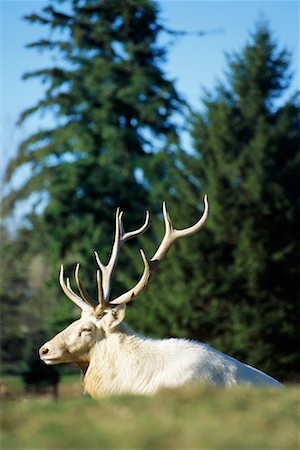 Male White Elk Fotografie stock - Rights-Managed, Codice: 700-00280830