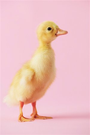 simsearch:614-03747435,k - Duckling Stock Photo - Rights-Managed, Code: 700-00281123