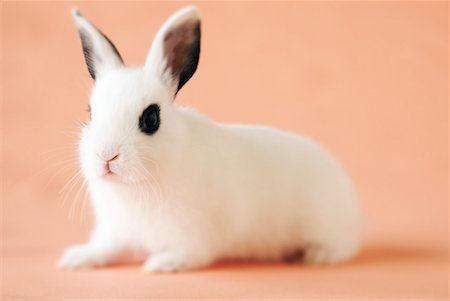 simsearch:700-01014831,k - Hotot Rabbit Stock Photo - Rights-Managed, Code: 700-00281130