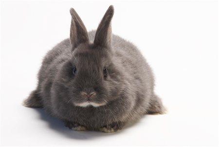 simsearch:700-01014831,k - Portrait of a Rabbit Stock Photo - Rights-Managed, Code: 700-00281196