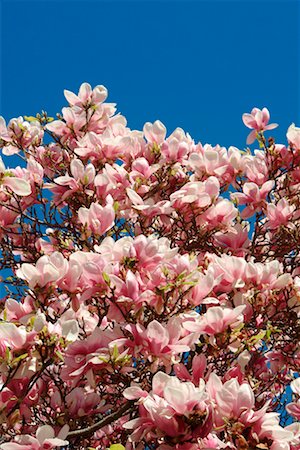 Magnolia Tree Stock Photo - Rights-Managed, Code: 700-00281802
