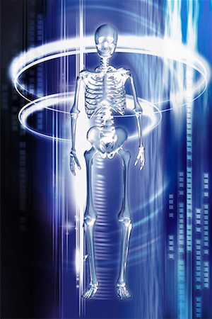 skeleton full body - Skeleton Stock Photo - Rights-Managed, Code: 700-00281803