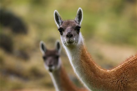 south american mammal - Guanacos Stock Photo - Rights-Managed, Code: 700-00281834