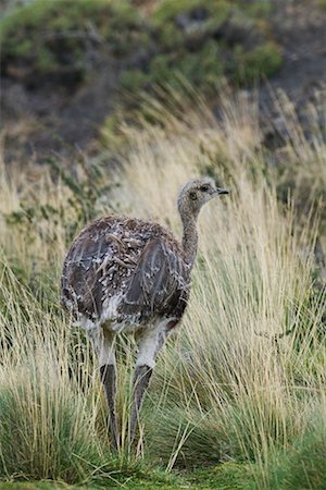 simsearch:700-00549806,k - Lesser Rhea Stock Photo - Rights-Managed, Code: 700-00281845