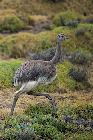 south american animal - Lesser Rhea Stock Photo - Rights-Managed, Code: 700-00281843