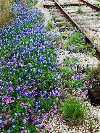 Fleurs et des voies ferrées abandonnées Photographie de stock - Rights-Managed, Code: 700-00317294