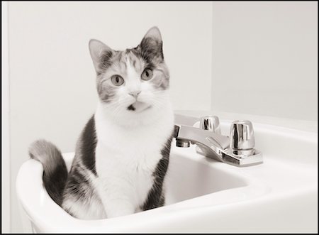 simsearch:700-00085281,k - Cat Sitting in a Sink Stock Photo - Rights-Managed, Code: 700-00317309