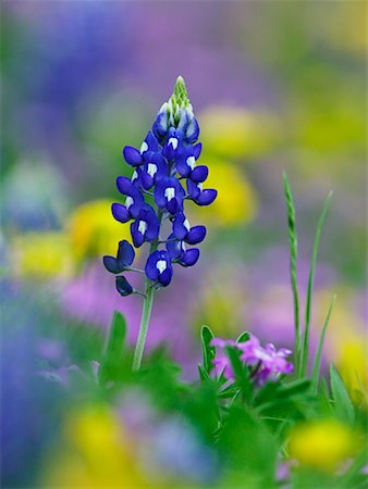 Close-Up of Flowers Stock Photo - Rights-Managed, Code: 700-00317303