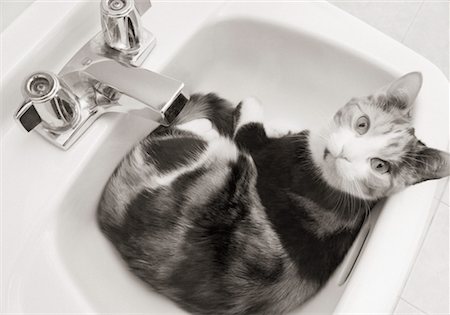 Cat Sitting in a Sink Stock Photo - Rights-Managed, Code: 700-00317310