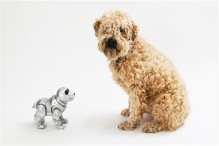 soft coated wheaten terrier - Wheaton Terrier and Robotic Dog Stock Photo - Rights-Managed, Code: 700-00317388