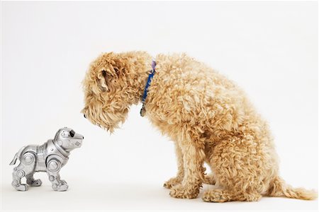 soft coated wheaten terrier - Wheaton Terrier and Robotic Dog Stock Photo - Rights-Managed, Code: 700-00317389