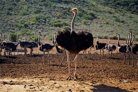 Ostrich Farming Klein Karoo, Cape Province South Africa Stock Photo - Rights-Managed, Code: 700-00328406