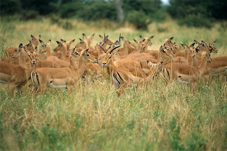 Herd of Impala, Botswana, Africa Stock Photo - Rights-Managed, Code: 700-00328407