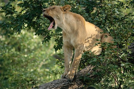 simsearch:700-00162723,k - Lioness in Tree, Botswana, Africa Foto de stock - Con derechos protegidos, Código: 700-00328411