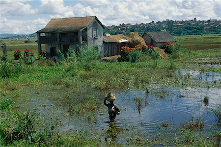 Rice Paddy Farm House and Rice Fields Madagascar Stock Photo - Rights-Managed, Code: 700-00328430