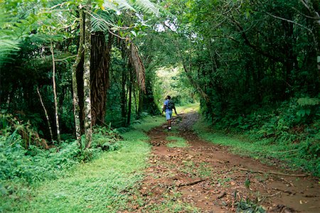 Walking Through Rainforest Path Madagascar Stock Photo - Rights-Managed, Code: 700-00328468