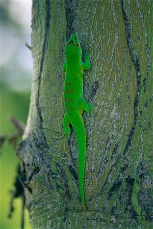 reptiles madagascar - Gecko Stock Photo - Rights-Managed, Code: 700-00328471
